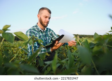 A Farmer Agronomist Inspects Green Soybeans Growing In A Field. Agriculture.