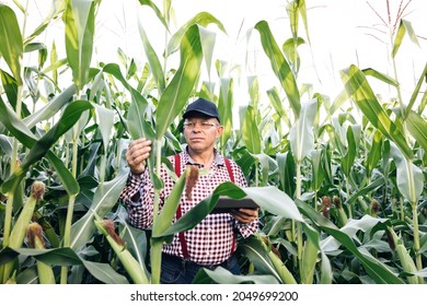Farmer agronomist monitors the corn harvest. Front view of a corn field. A farmer agronomist in a green corn field checks organic products. Senior man farmer with digital tablet working in corn field - Shutterstock ID 2049699200