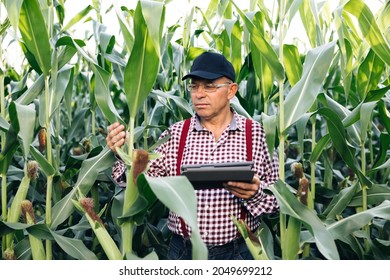 Farmer agronomist monitors the corn harvest. Front view of a corn field. A farmer agronomist in a green corn field checks organic products. Senior man farmer with digital tablet working in corn field - Shutterstock ID 2049699212