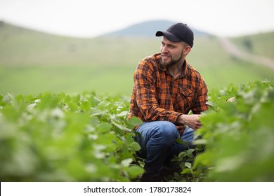 Farmer agronomist on a growing green soybean field. Agricultural industry.