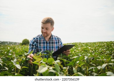 Farmer Agronomist In Soybean Field Checking Crops. Organic Food Production And Cultivation.