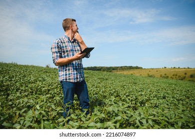 Farmer Agronomist In Soybean Field Checking Crops. Organic Food Production And Cultivation.