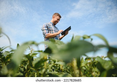 Farmer Agronomist In Soybean Field Checking Crops. Organic Food Production And Cultivation.