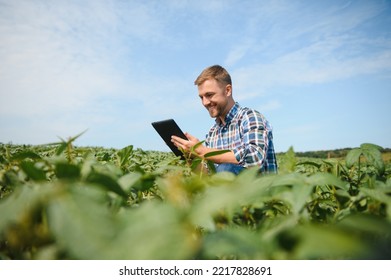 Farmer Agronomist In Soybean Field Checking Crops. Organic Food Production And Cultivation.