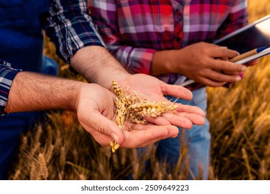 Farmer and a Agronomist stand in the wheat field, inspecting the grains to determine if the field is ready for harvest. They carefully examine the wheat, assessing its maturity and readiness - Powered by Shutterstock