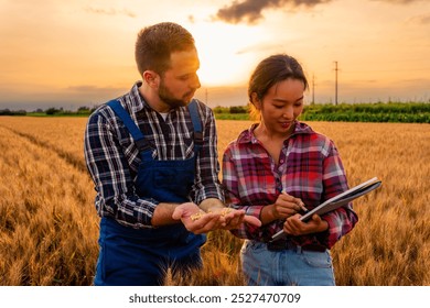 Farmer and a Agronomist stand in the wheat field, inspecting the grains to determine if the field is ready for harvest. They carefully examine the wheat, assessing its maturity and readiness - Powered by Shutterstock