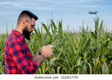 Farmer or agronomist standing in a corn field inspecting the crop with a help of a camera from a drone. Modern technology in agriculture.
