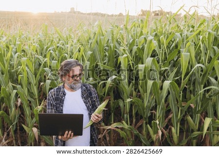 Farmer analyzing corn crop data on a laptop in a cornfield, embracing agrotechnology for smart farming and harvest monitoring