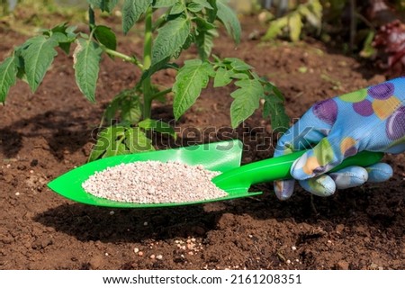 The farmer applies granular fertilizers to young tomato plants. Hand in a glove hold a shovel and fertilize seedlings in an organic garden. The concept of using mineral fertilizers in growing plants
