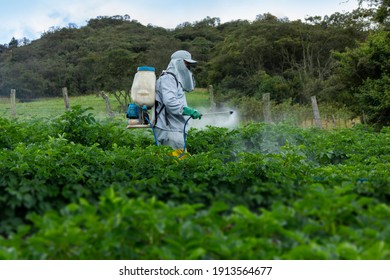 Farmer applying insecticide products on potato crop, Abundant green foliage, healthy leaves in potato crop, man with personal protective equipment for pesticide application, PPE agro