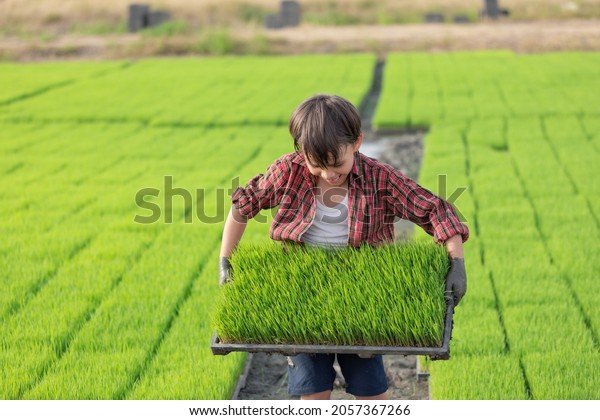 A farmer boy carring rice seedlings in tray\
with seedlings rice farm\
background.