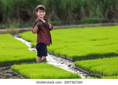 A Farmer Boy Muddy Hands With Seedlings Rice Farm Background.