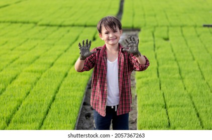 A Farmer Boy Showing Muddy Hands With Seedlings Rice Farm Background.