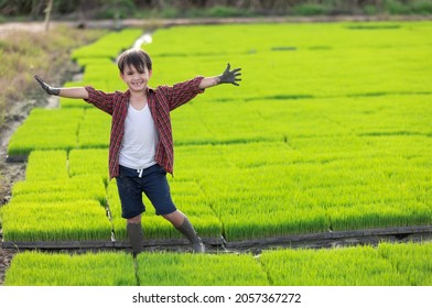 A Farmer Boy Spread Out Arms Muddy Hands With Seedlings Rice Farm Background.