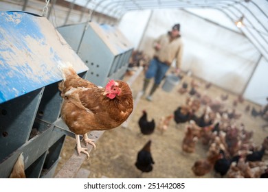 A Farmer Brings Feed Into A Chicken House On A Farm In Midwest United States.