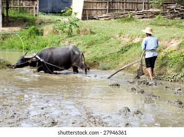 30,603 Asian water buffalo Images, Stock Photos & Vectors | Shutterstock