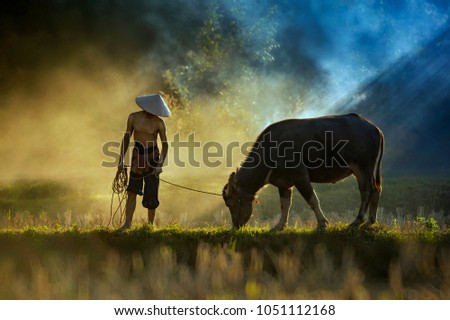 farmer and buffalo are walking on rice field ,rice field sunset time,The Farmer planting on the organic paddy rice farmland,Thailand