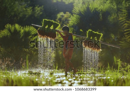 farmer and buffalo are walking on rice field ,rice field sunset time,The Farmer planting on the organic paddy rice farmland,Thailand