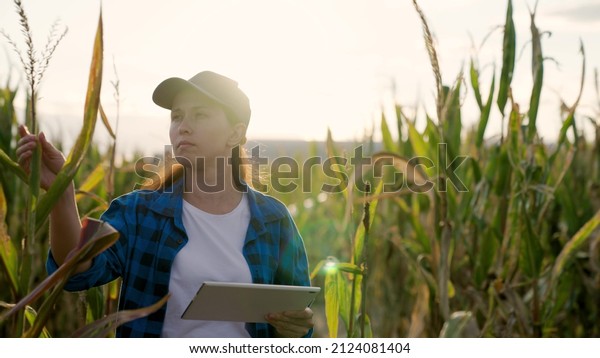 Farmer business woman in corn field, uses tablet\
computer. Woman farmer with digital tablet works in corn field.\
Agricultural business concept. Growing food. Harvest in field in\
autumn. Farmer field
