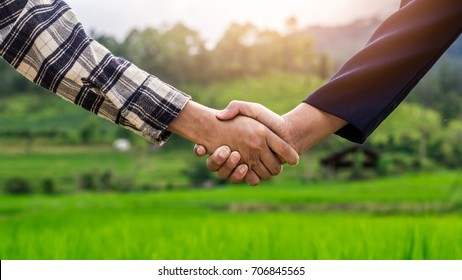 farmer and businessman shaking hands on rice field