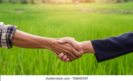 farmer and businessman standing and shaking hands on rice field