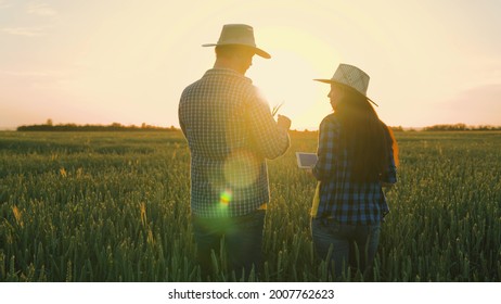 Farmer and businessman talking, working in wheat field, making deal, using tablet. Agricultural business concept. Growing food. Companions, work colleagues. Wheat field. Senior farmer and woman farmer