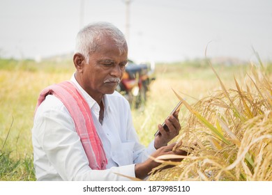 Farmer Busy Checking The Crop Yield And Pests By Using Mobile Phone - Concept Of Farmer Using Smartphone Technology And Internet In Agriculture Farmland