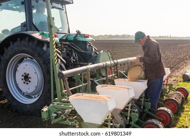 Farmer With Can Pouring Soy Seeds For Sowing Crops At Agricultural Field In Spring