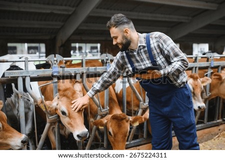 Farmer caressing jersey cattle while holding tablet in modern dairy farm, showcasing connection between technology and animal husbandry