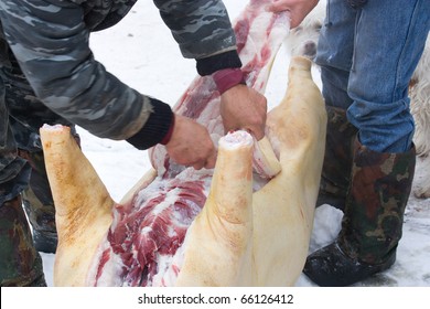 Farmer Carries Out A Slaughter Of Pig.