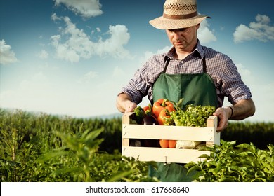 Farmer Carrying Box Of Picked Vegetables