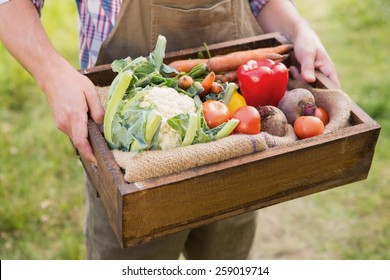 Farmer Carrying Box Of Veg On A Sunny Day