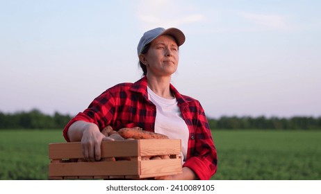 Farmer carrying box vegetables across field sunset, hard work perseverance, agriculture. box carrots potatoes, food people. Farmers work every day provide population with fresh tasty products sun. - Powered by Shutterstock