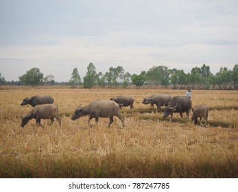 Farmer Chase Group Of Thai Buffaloes (Mammal Animal Species) To Another Rice Grass Field In Local Area, Thailand.