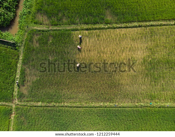 Farmer check flood paddy field\
with rice plants for grass and insects picking in Asian\
country