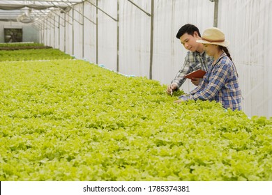 Farmer Check And Inspect Quality Of Farm Products And Fresh Vegetables In Greenhouse Organic Farm For Food Supply Chain Delivery To Customer As Hydroponic Farm Owner And Agriculture Business