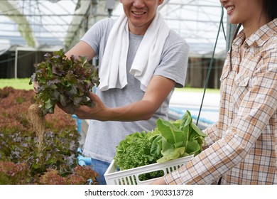 Farmer Check And Inspect Quality Of Farm Products And Fresh Vegetables In Greenhouse Organic Farm For Food Supply Chain Delivery To Customer As Hydroponic Farm Owner And Agriculture Business