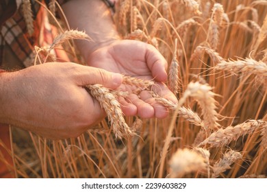Farmer check the quality of wheat grain on the spikelets on the field. Man touches the ears of wheat to ensure the crop is in good condition. Agricultural business, harvest concept background. - Shutterstock ID 2239603829
