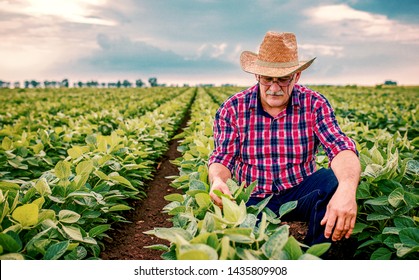 Farmer Checking Crop In A Soybean Field . Agricultural Concept