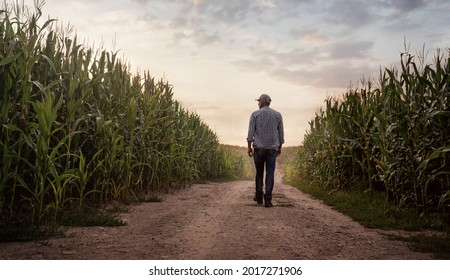 Bauer überprüft die Qualität seines Maisfeldes bei Sonnenuntergang mit Kopienraum