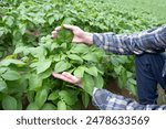 farmer checking quality potato crop, plant health green potato tops, tuberous herbaceous plant, Solánum tuberósum, farmer
