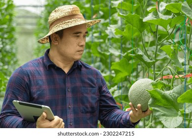 farmer checking quality of young melon fruit growing in greenhouse.Portrait of a man at work in commercial greenhouse greenhouse produce food production  cantaloupe.farmer at work in greenhouse.