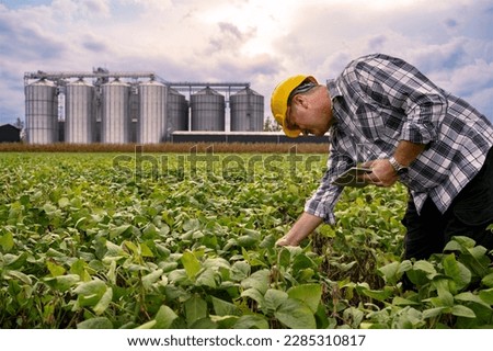 Farmer checking soybean plant, silos in the background 