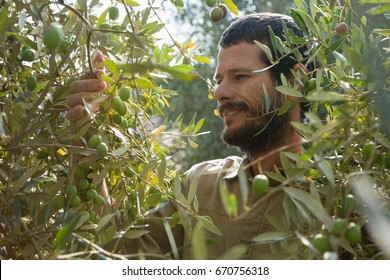 Farmer Checking A Tree Of Olive In Farm