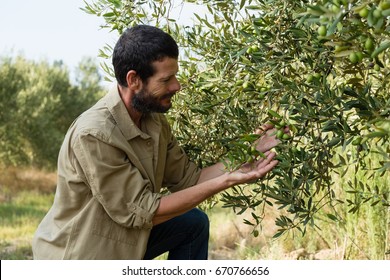 Farmer Checking A Tree Of Olive In Farm