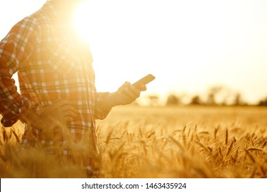 Farmer Checking Wheat Field Progress, Holding Phone and Using Internet .Copy Space Of The Setting Sun Rays On Horizon In Rural Meadow. Close Up Nature Photo Idea Of A Rich Harvest
 - Shutterstock ID 1463435924