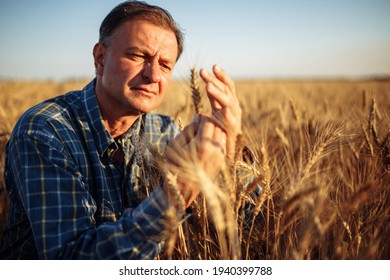 Farmer Checks The Quality Of Golden Ripen Spikelets On The Wheat Field. Closeup Shot Of A Agricultural Worker Examining The Ears Of Wheat Before Harvesting. New Season Crop Concept