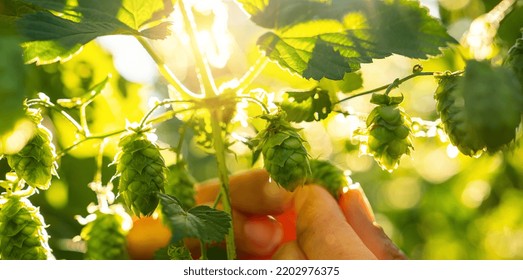 Farmer Checks Ripe Hop Cones For Making Beer And Bread Closeup, Bokeh Background. Hops Field In Bavaria Germany.