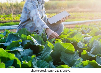 Farmer Checks Vegetables Health Sunlight Growth Ipad