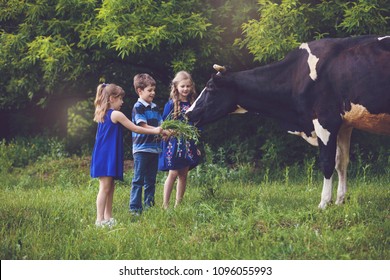 Farmer Children Feeding Cow With Green Grass. Cow Grazing Near The Farm